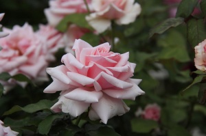 Роза Фламинго