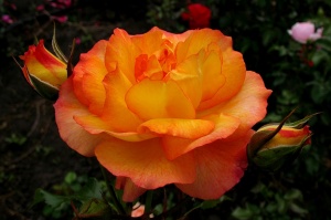 Роза Сахара