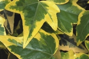 Плющ Hedera hedera goldchild (вариегатный с желтым)