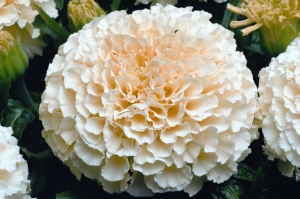Бархатцы прямостоячий крупноцветковый килиманджаро (белый)