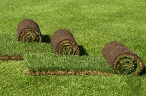 Семена городского (эконом) рулонного газона