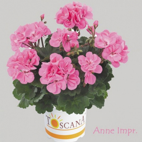 Пеларгония  зональная Toscana dolce vita pink (anne)