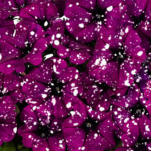 Ампель,вегет, петуния Surprise sparkling purple